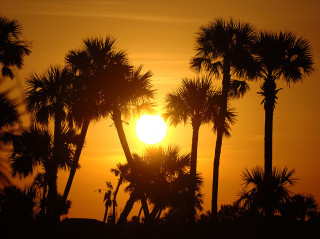 Florida palm trees