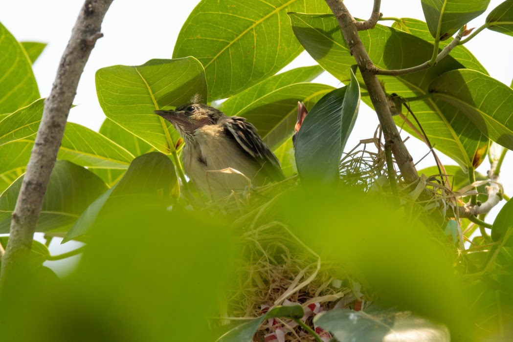 Smithsonian Bird Friendly®  Smithsonian's National Zoo and